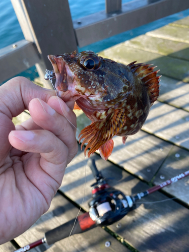 カサゴの釣果