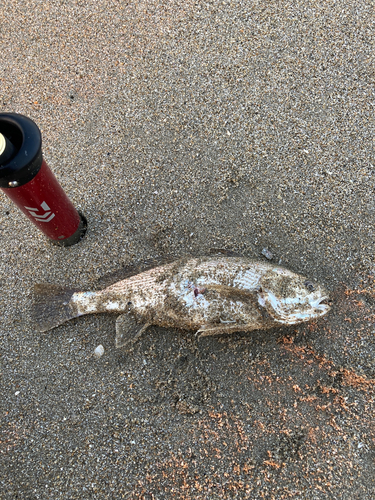 イシモチの釣果