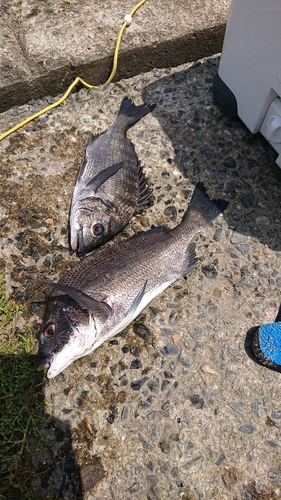 チヌの釣果