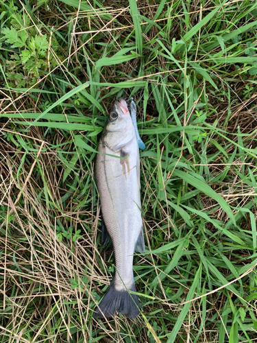 スズキの釣果