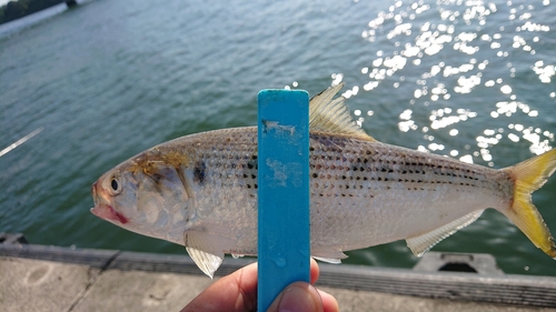 コノシロの釣果