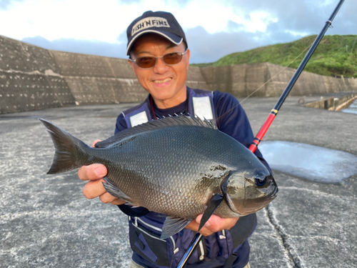 クロメジナの釣果