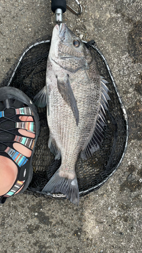 クロダイの釣果