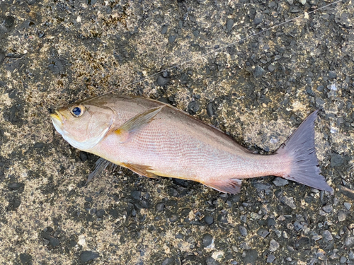 イサキの釣果