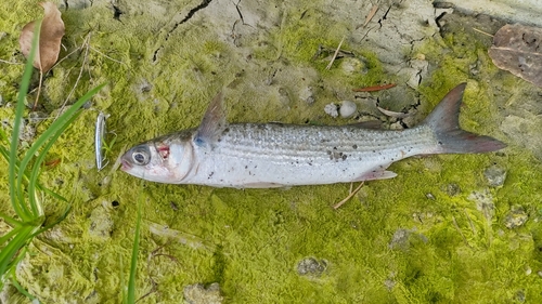 ボラの釣果