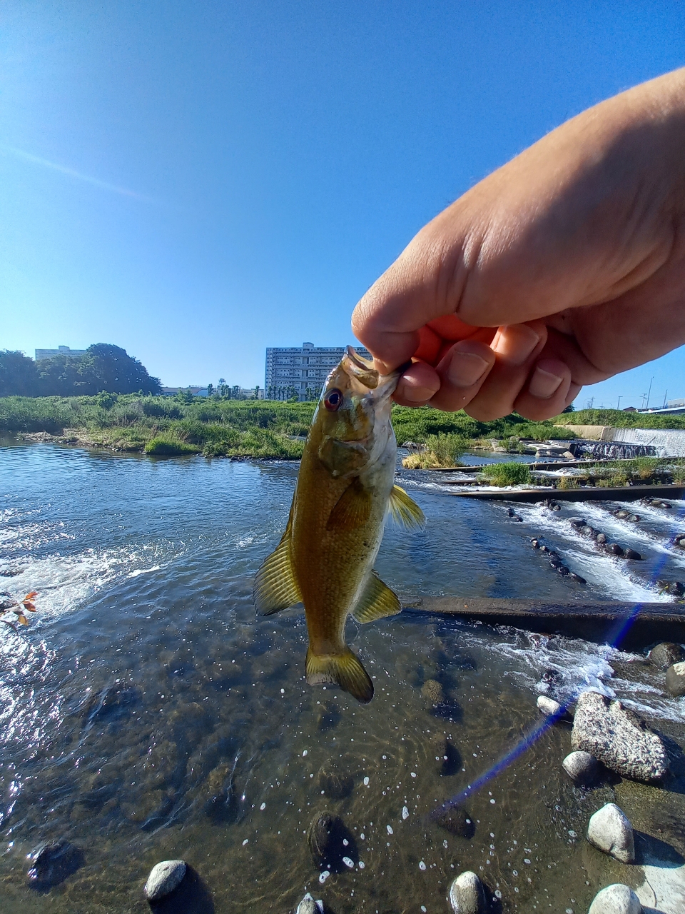 スモールマウスバス