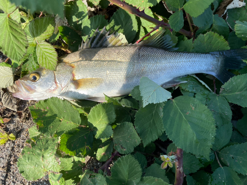 スズキの釣果