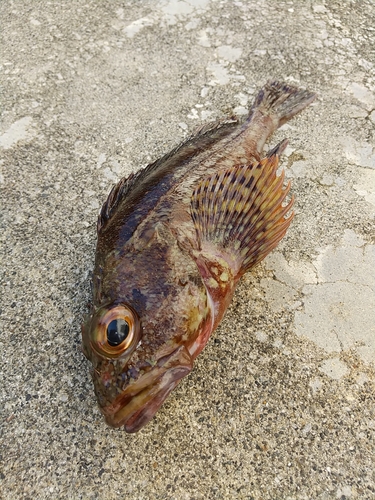 カサゴの釣果