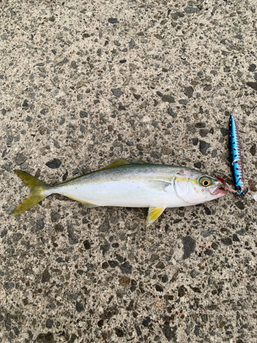 ツバスの釣果