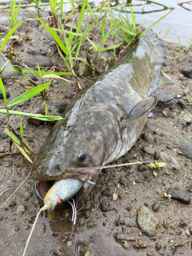 ナマズの釣果