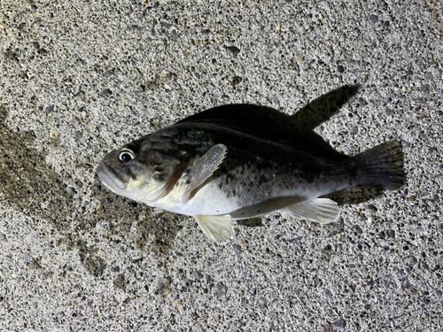 クロソイの釣果