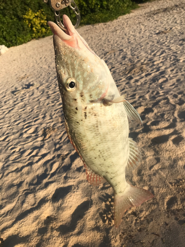 ムネアカクチビの釣果