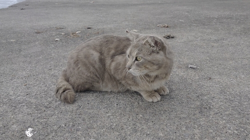 釣果