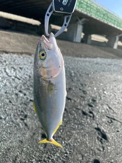 ワカシの釣果