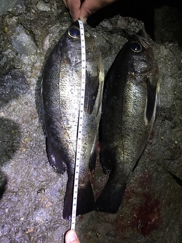 クロメバルの釣果