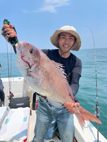 マダイの釣果