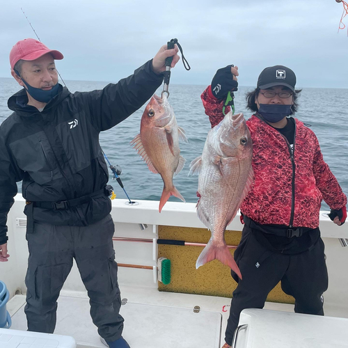 マダイの釣果