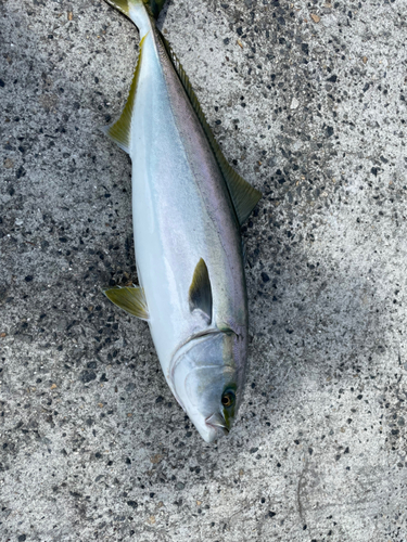 メジロの釣果