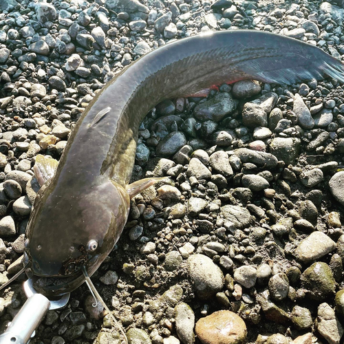 ナマズの釣果