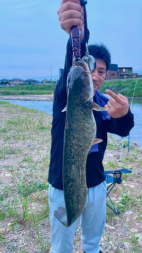 ナマズの釣果