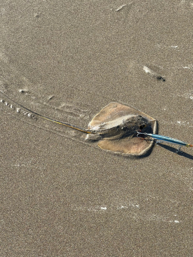 エイの釣果