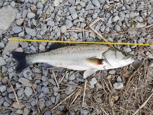 スズキの釣果