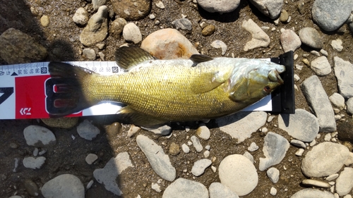 スモールマウスバスの釣果