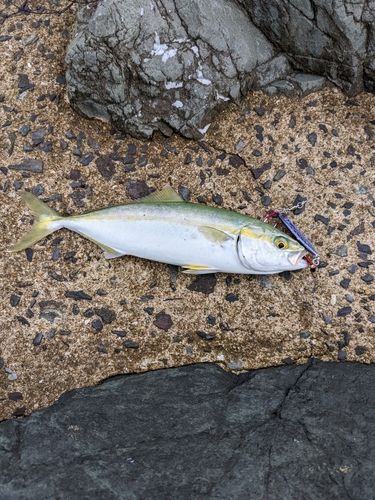 ツバスの釣果