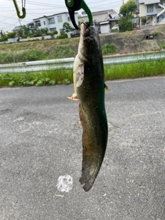 ナマズの釣果