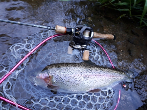 ニジマスの釣果