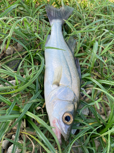 セイゴ（マルスズキ）の釣果