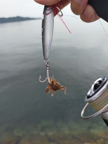 カニの釣果