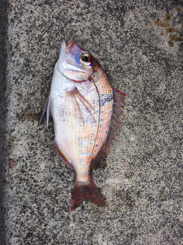 マダイの釣果