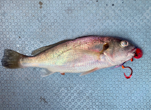 イシモチの釣果