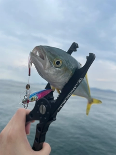 ツバスの釣果