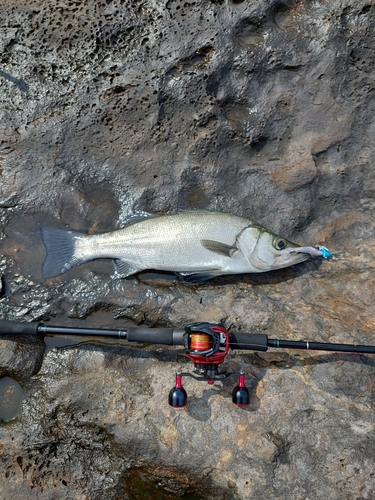 ヒラスズキの釣果