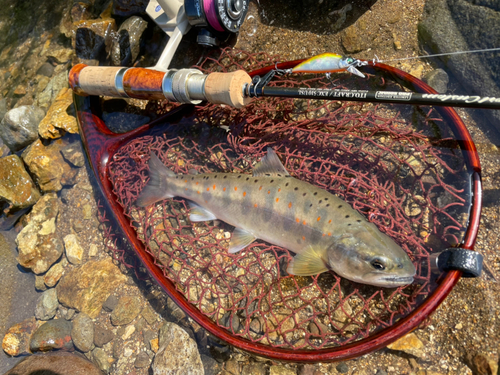 アマゴの釣果