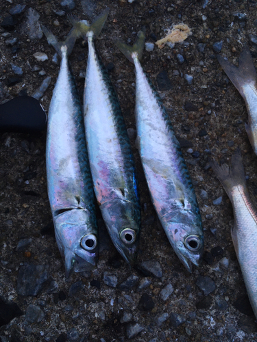 サバの釣果