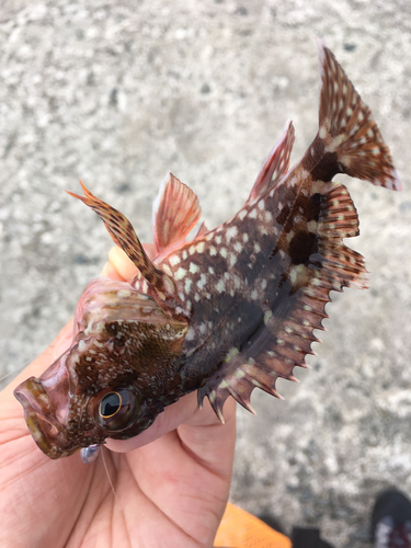 カサゴの釣果