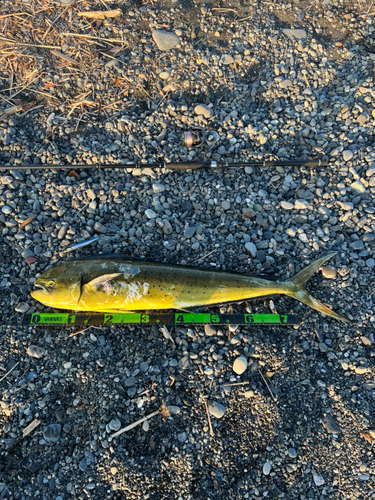 シイラの釣果