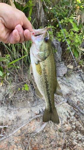 ラージマウスバスの釣果