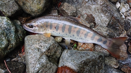 アマゴの釣果