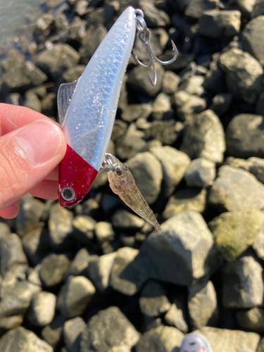 マハゼの釣果