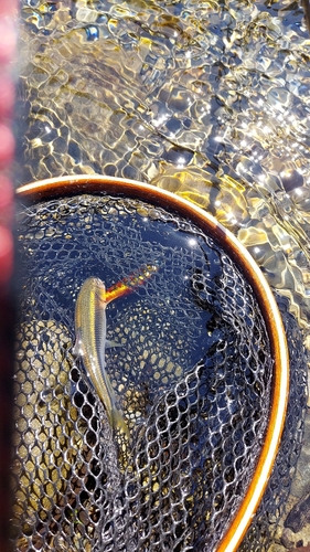 ウグイの釣果