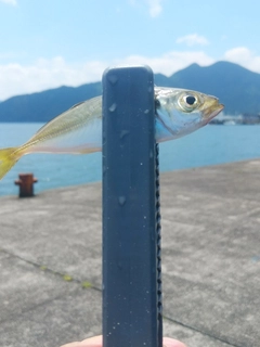 マアジの釣果