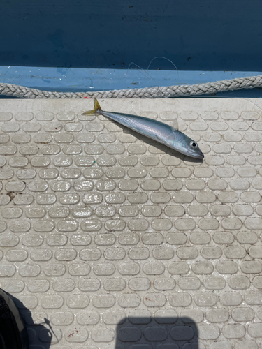 マサバの釣果