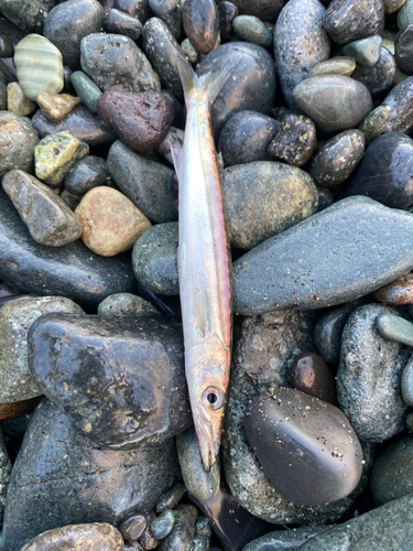 カマスの釣果