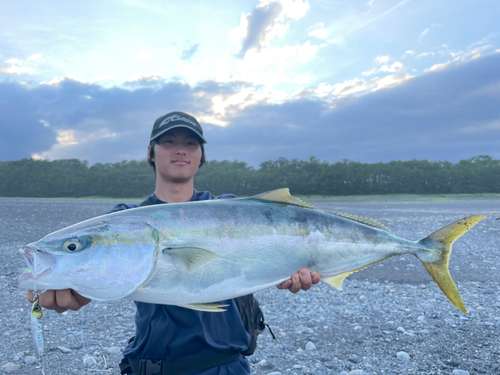 ワラサの釣果