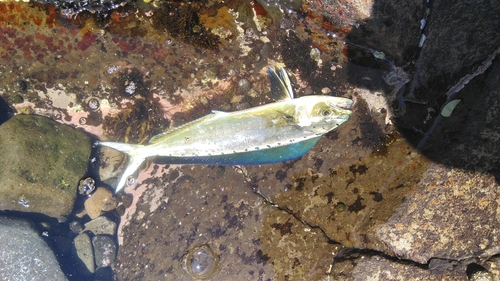 シイラの釣果