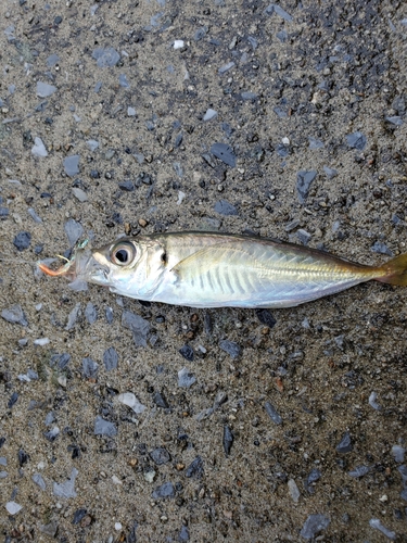 マアジの釣果